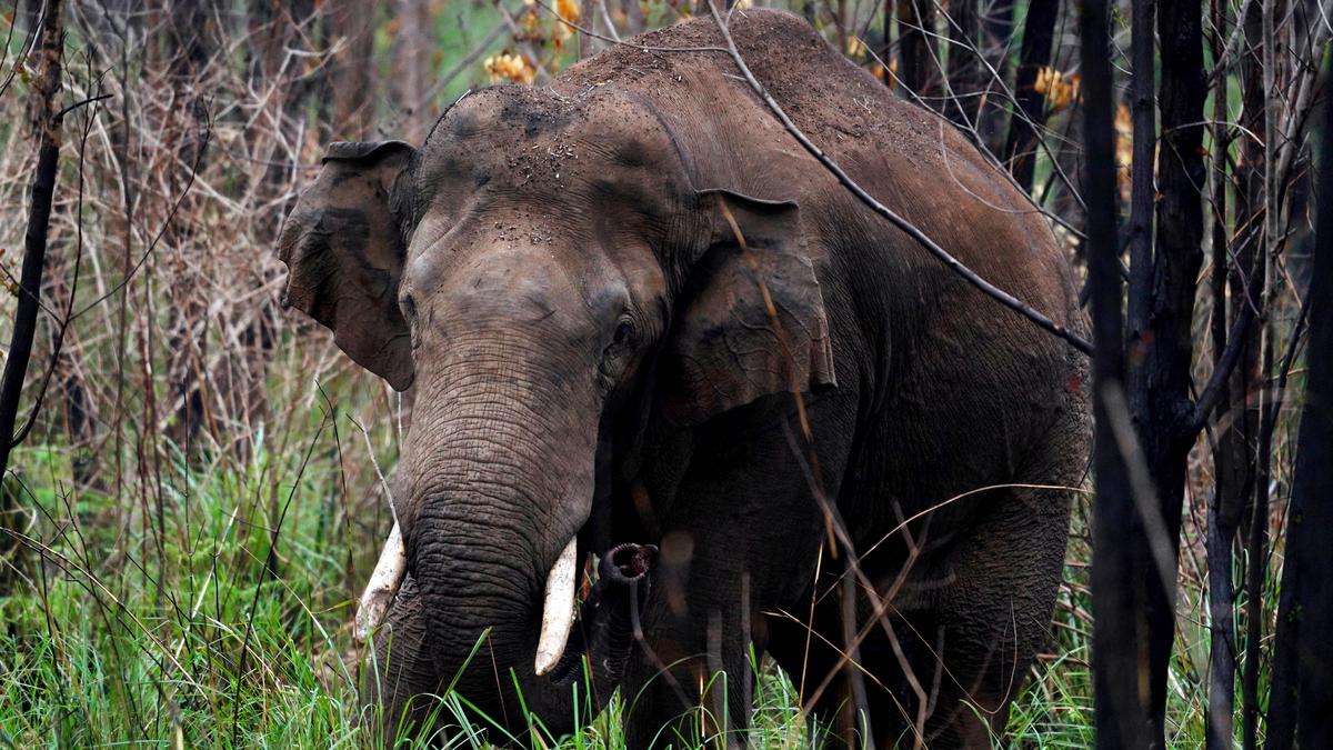 Two-wheeler rider injured in wild elephant attack in Thiruvananthapuram